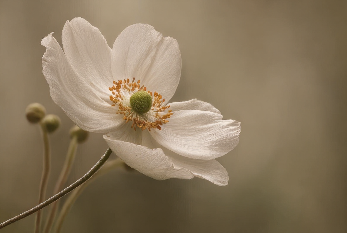 fleur